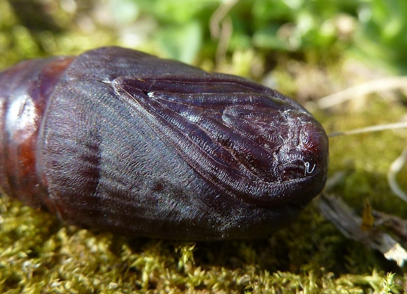 Femmina di Lasiocampa quercus